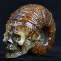 Ammonite Skulls